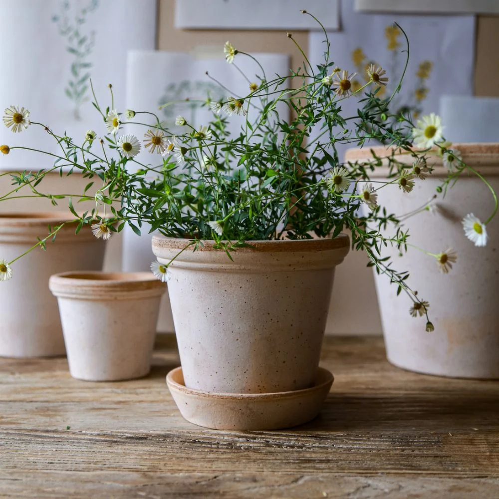 Bergs Potter – Flora Potte, Rosa – Ø21cm med skål - Bilde 2