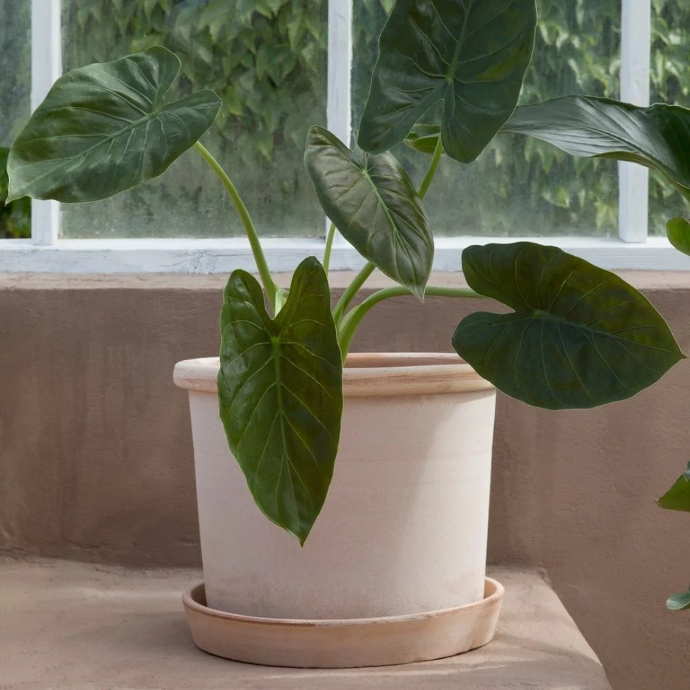 Bergs Potter – Galestro Potte, Rosa – Ø40cm med skål - Bilde 2